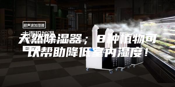 天然除濕器；8種植物可以幫助降低室內濕度！